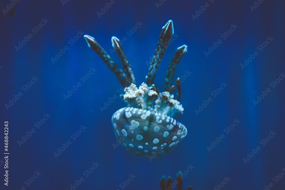 Jellyfish Jellyfish