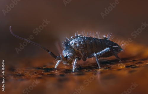 Slender springtail, Orchesella flavescens on wood, close up focus stacked macro photo photo