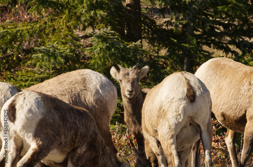 Big Horned Sheep Grazing at the Side of the Road