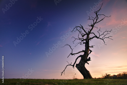 Samotne dębowe drzewo na tle wieczornego nieba mogące kojarzyć się z emocjami lub uczuciami jak samotność, samowystarczalność czy wytrwałość.
