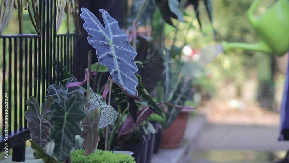 an Asian man is watering a group of Alocasia houseplants in the backyard by using a green plastic watering can in the morning. Gardening and plant care concept. an Asian man is watering a group of Alocasia houseplants in the backyard by using a green plastic watering can in the morning. Gardening and plant care concept.