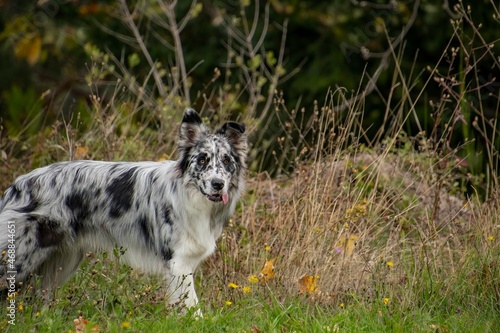 ritratto di border collie