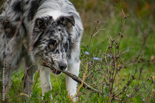 ritratto di border collie