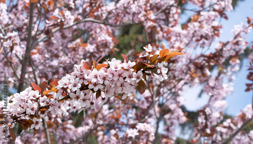Spring cherry blossoms on blue background. Pink blossom against blue sky. blooming tree. Sunny day. Spring flowers. Spring cherry blossoms on blue background. Pink blossom against blue sky. blooming tree. Sunny day. Spring flowers.