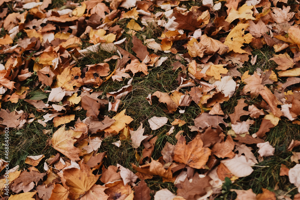 autumn leaves background