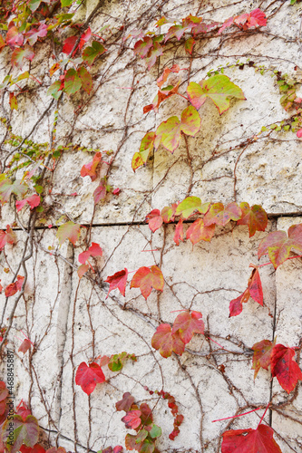Colorful autumn ivy covered wall background