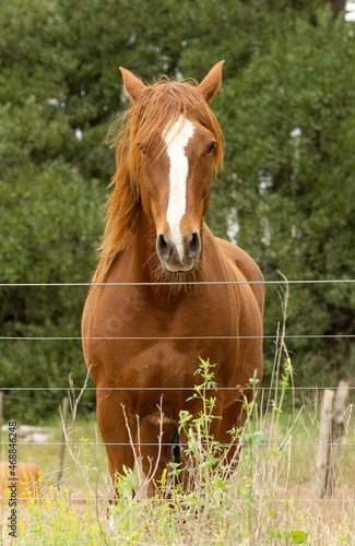 Photography criollo horse with brown coat behind wire fence