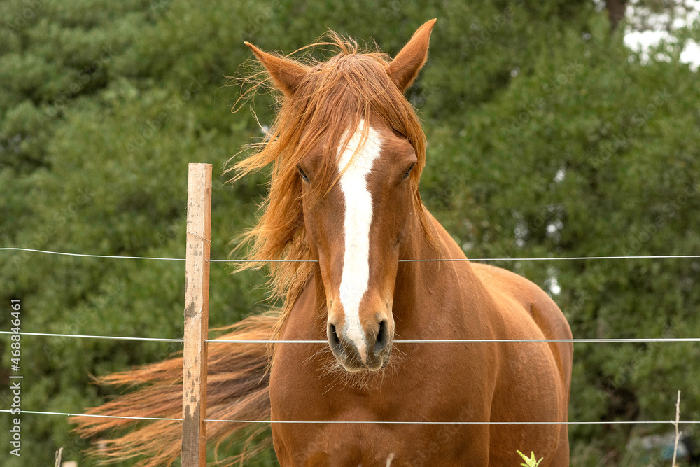 Fototapeta premium criollo horse with brown coat behind wire fence