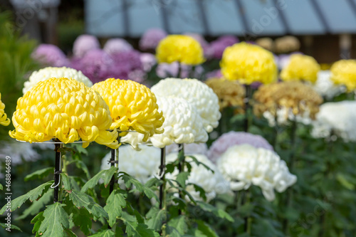 colorful chrysanthemum flowers in japanese garden photo