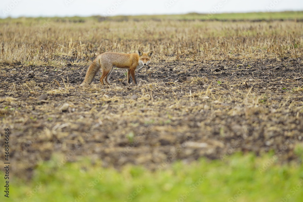 Naklejka premium Wild red fox in the meadow