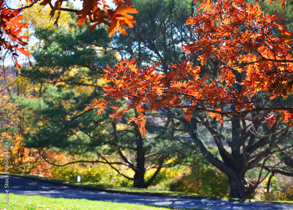 Autumn landscape in a park