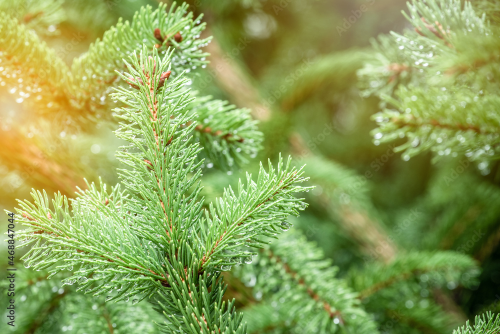 Close up of green pine branches with raindrops. Selective focus.