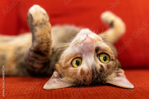 Playful calico cat laying on back holding paws up and looking at world upside down