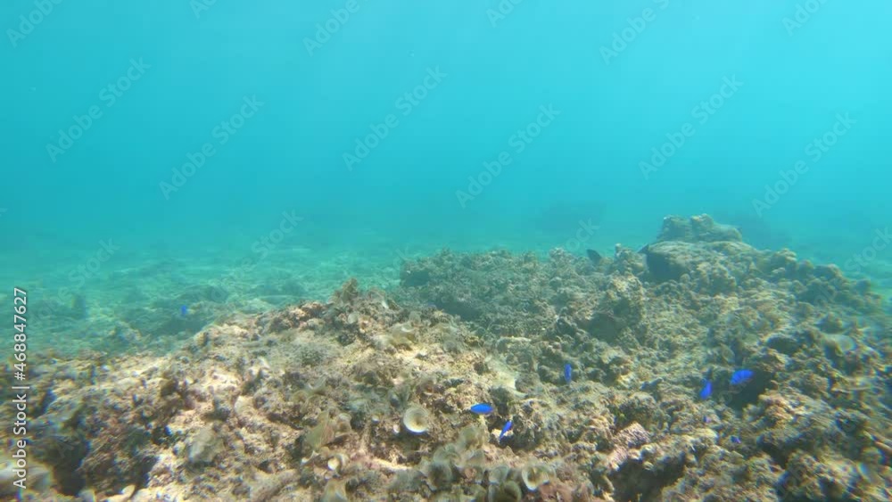 沖縄県阿嘉島の海の中にいる多くの熱帯魚 沖縄県阿嘉島の海の中にいる多くの熱帯魚