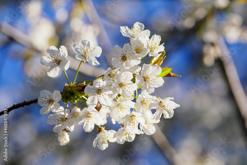 White cherry blossoms on a twig.