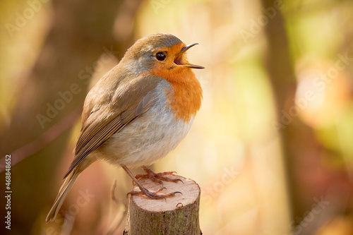 Fotótapéta European Robin singing in the morning (Erithacus Rubecula)