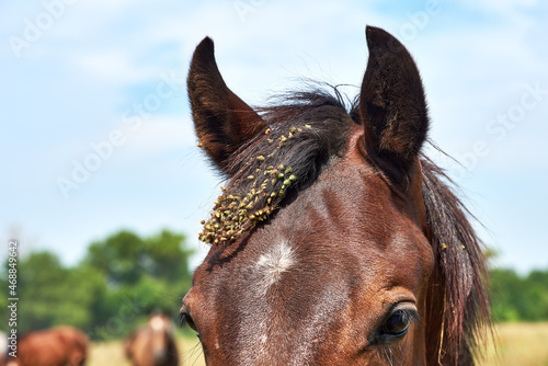 Close-up of horse's mane tangled up with burrs and grass seeds photo