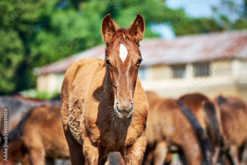 Portrait of a chestnut foal with molting fur in the herd. A red foal with a white star is shedding baby hair