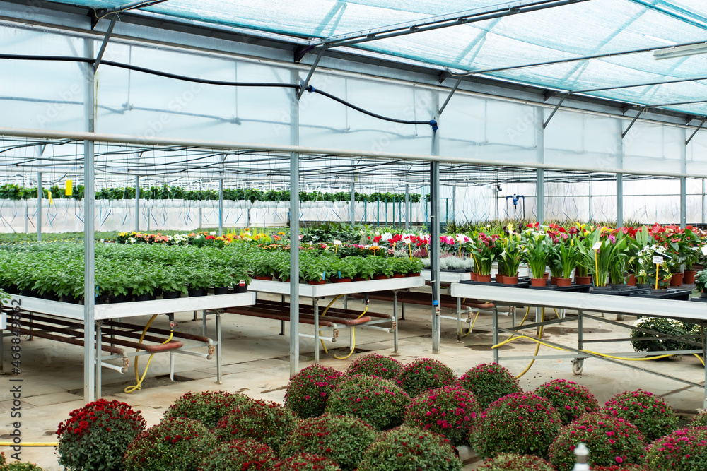 Various flowers growing in large greenhouse