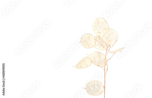 One sprig of a transparent moneyflower  isolated