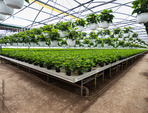 Sea of poinsettia flowers growing in large industrial greenhouse