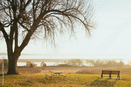 Park bench and tree morning