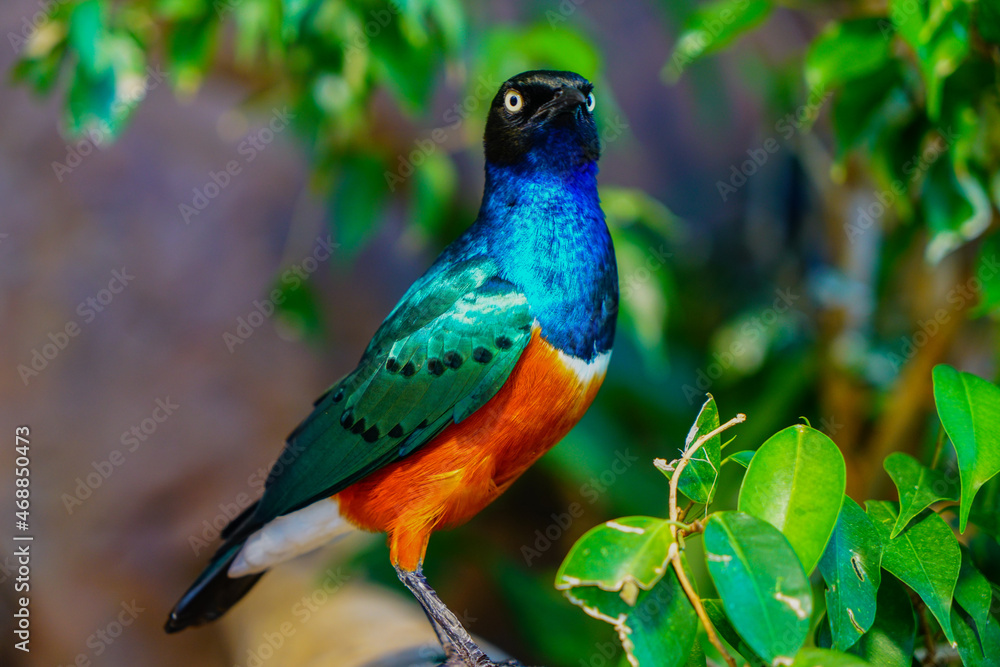 glancing colorful bird