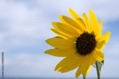 Bright sunflower in front of sky background