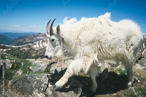 Mountain Goat on Rocky Summit