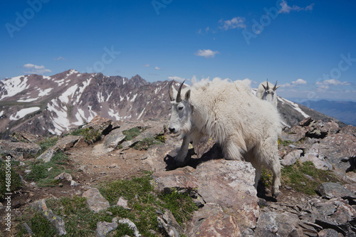 Mountain Goat on Rocky Summit