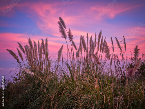 grasses in sunset