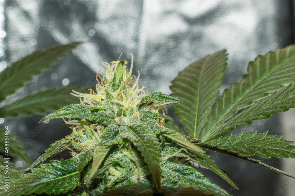 Medical marijuana . Therapeutic and medicinal cannabis Medical marijuana . Therapeutic and medicinal cannabis