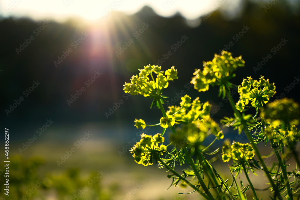 Obraz premium Sunset flowers shallow