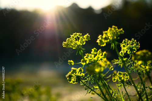 Fototapeta Naklejka Na Ścianę i Meble -  Sunset flowers shallow
