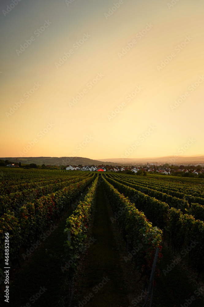 Sunset over grapevines