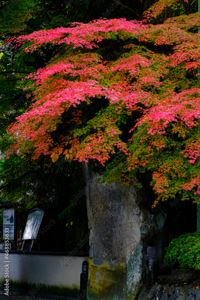 松島の瑞巌寺の紅葉