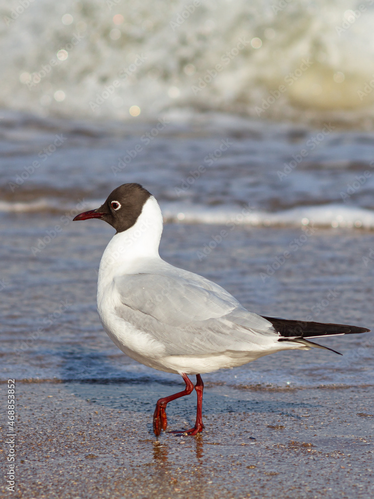 Graceful seagull on the seashore