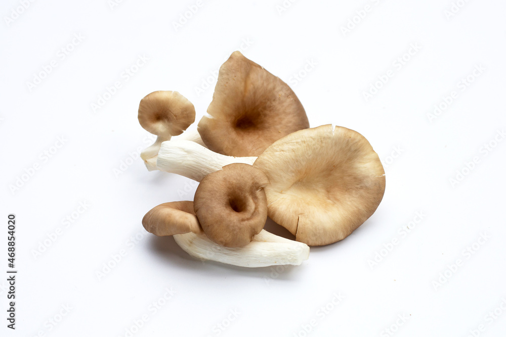 Fototapeta premium Fresh oyster mushroom on white background.