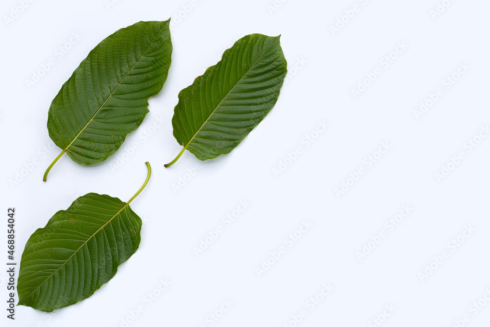 Mitragyna speciosa, Fresh kratom leaves on white background Mitragyna speciosa, Fresh kratom leaves on white background