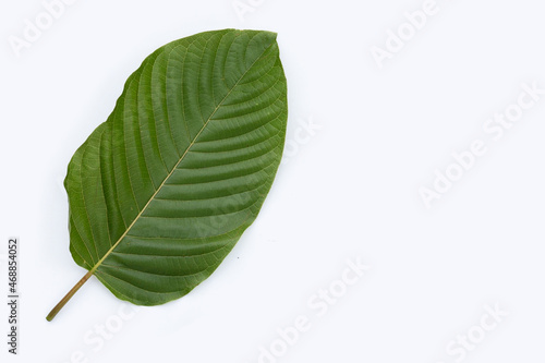 Mitragyna speciosa  Fresh kratom leaves on white background