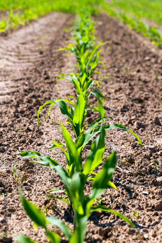 green young corn on an agricultural field in the spring season