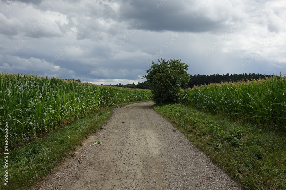 Fields and gravel road in the Franconian summer landscape around Aufseß, city with the most breweries per capita worldwide, Aufseß, Upper Franconia, Bavaria, Germany
