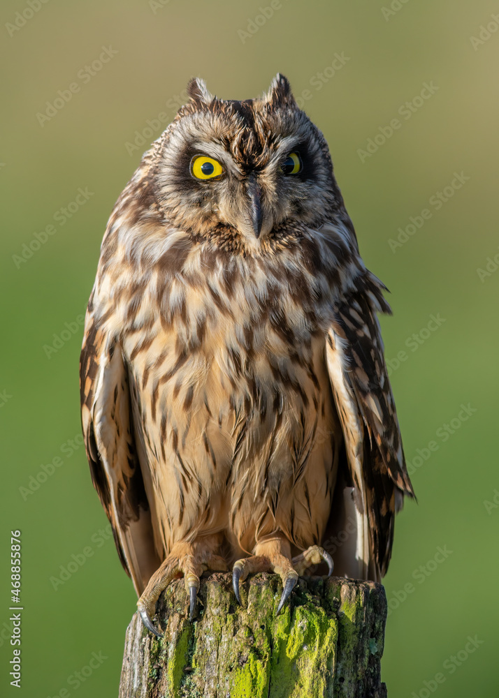Short-eared owl perched close up on wooden post Short-eared owl perched close up on wooden post
