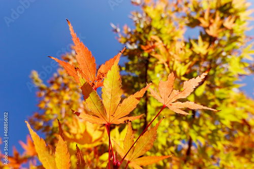 Wallpaper Mural Golggelbes Herbstlaub des Japanische Ahorn Acer japonicum Torontodigital.ca