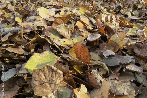Closeup of Pile of Raked Brown and Yellow Fallen Leaves in Autumn © PlumPhotos