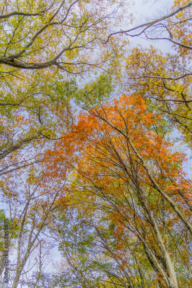 Obraz premium 大山