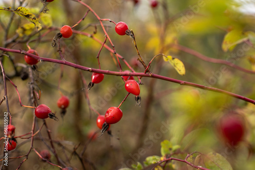 Red rose hips hanging on a branch. Yellow sheets, late autumn in Russia.