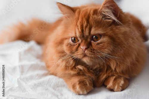 Closeup portrait of orange persian cat with chubby cheeks on white sheet