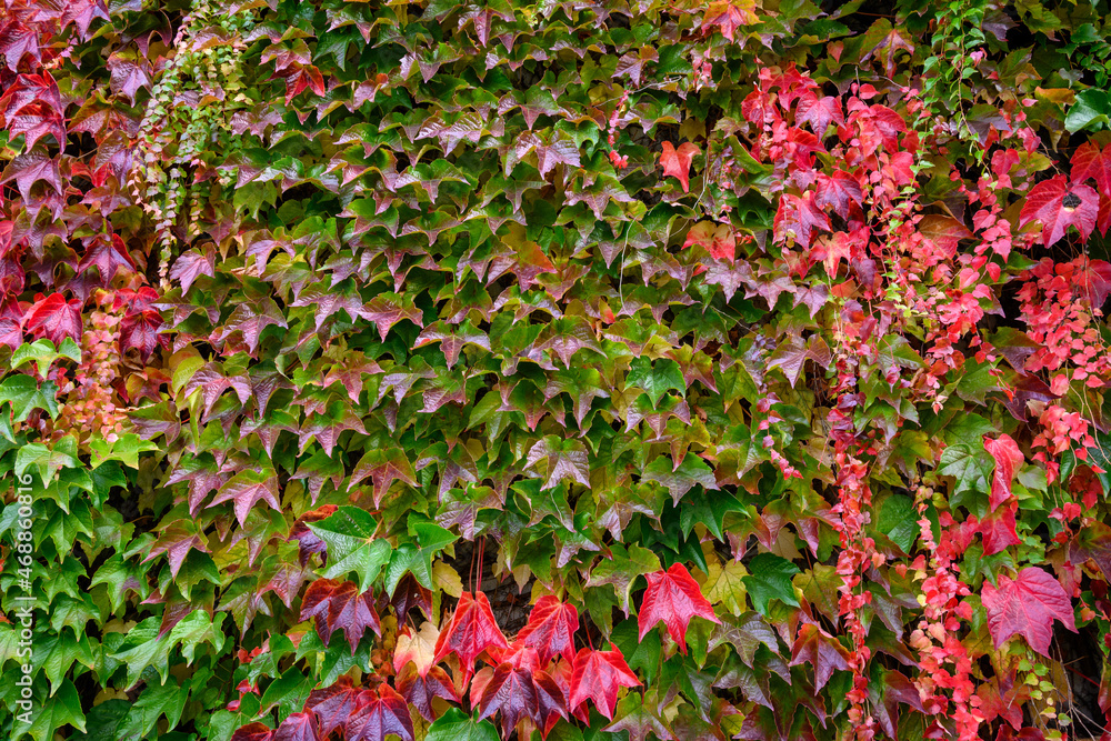 Vibrant fall colors in the foliage of vines growing on a wall, as a nature background
Vibrant fall colors in the foliage of vines growing on a wall, as a nature background