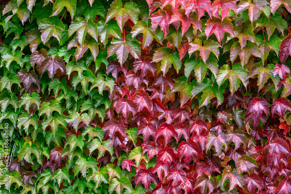 Vibrant fall colors in the foliage of vines growing on a wall, as a nature background
Vibrant fall colors in the foliage of vines growing on a wall, as a nature background